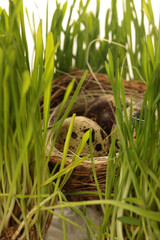 Naklejka na ściany i meble bird's nest with eggs in grass. Nature concept