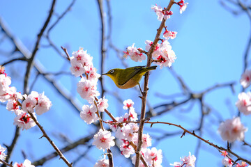 梅の花とメジロ