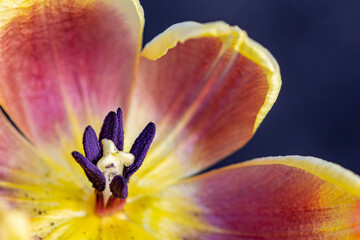 Macro photography Pink and yellow open tulip showing, stigma, pistils, anther, pollen.