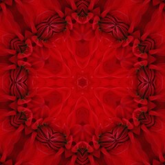 bright red dahlia bloom on black background as floral fantasy into intricate  shapes patterns and designs 