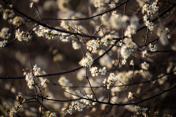 scented bushes with a lot of beautiful white little flowers
