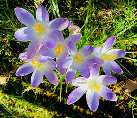 Krokusse lila in der Sonne, Frühling