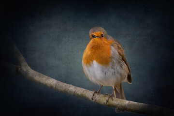 Red robin perched on a branch edited in a fine art style with a textured dark blue background