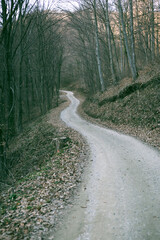 Fototapeta na wymiar Empty old road deep in the woods going uphill
