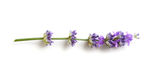Lavender flower isolated on a white background