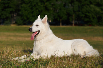 White Swiss Shepherd dog