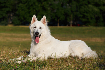 White Swiss Shepherd dog