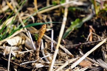 春になり地面から生えたつくし