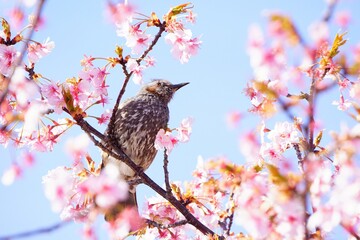 河津桜の枝に止まるヒヨドリ