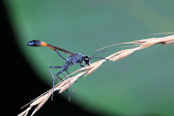 Mud bees on wild plants, North China