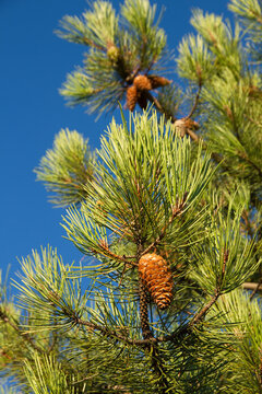 Sunny brown cones in pine tree Pinus pinaster green