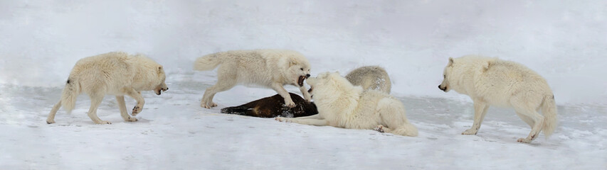 pack of arctic wolves hunting © karlumbriaco