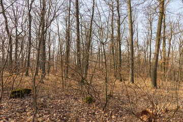 Mixed forest. The trees are without leaves. The leaves are fallen to the ground. In the background is a blue sky.