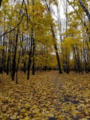 Fototapeta premium Golden autumn in the park