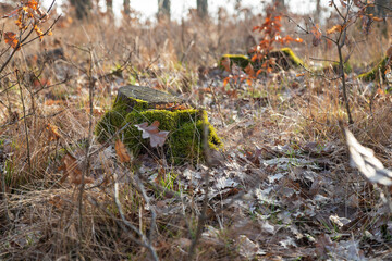 Stump in the forest. There is green moss on the stump. around are fallen leaves.