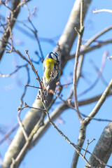 Great tit sitting in a tree.