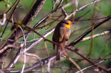 Red robin sitting in a tree