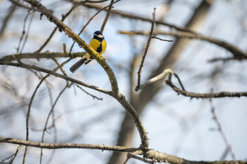 Great tit sitting in a tree.