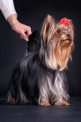 The portrait of young yorkshire terrier dog standing on black background and looking up. Red bow on...
