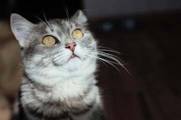 Portrait of Young beautiful gray cat on home background