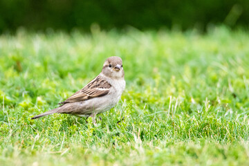 moineau