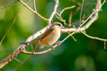BrownShrike in Bangkok