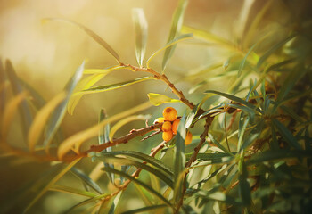 Ripe orange delicious sea buckthorn berries ripen on thin branches with green leaves, illuminated by sunlight. Early autumn. Harvest of berries.