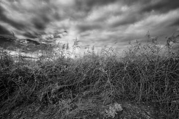 Arboles y naturaleza muerta en blanco y negro