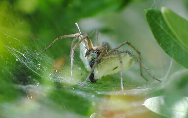 aranha a caçar borboleta