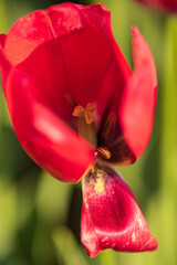 red tulip pistil and petal