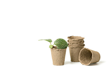 Garden seedlings inside eco-friendly plant pots made of biodegradable fibers for growing sowing seeds on a white background