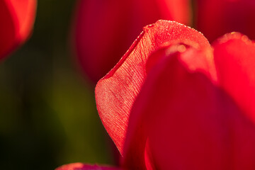 sunlight on red tulip petal 