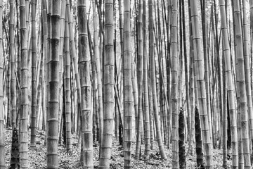 Fototapeta premium Background with foliage pattern of bamboo trees