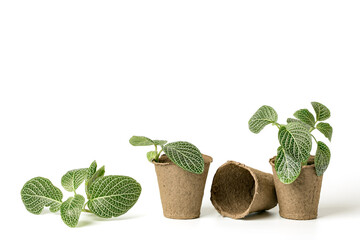 Garden seedlings inside eco-friendly plant pots made of biodegradable fibers for growing sowing seeds on a white background