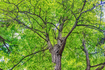Beautiful forest with trees and green foliage