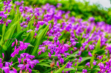 Closeup of purple flowers in a green garden