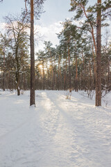 Winter pine forest on a cold sunny day on the sunset. Winter forest with snow on trees and floor.