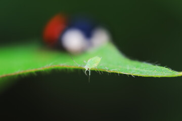 Aphids crawling in front of predators, dangerous scene, North China