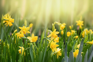 Yellow daffodil flower lit by sunlight in spring garden. Easter, springtime background