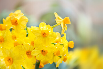 Bouquet of briight yellow daffodil flowers on blurred background
