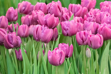 Fototapeta premium Purple blooming tulips on green foliage background.