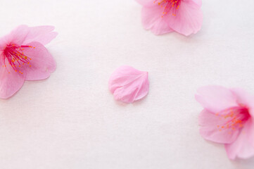 Fototapeta na wymiar 桜の花と花びら 背景に白い和紙 河津桜 ３輪 春 日本