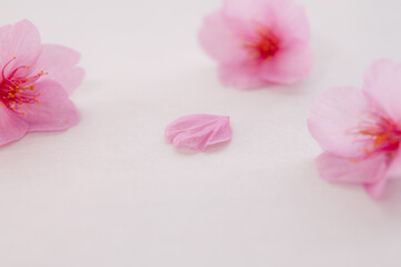 Fototapeta na wymiar ３輪の桜の花と花びら 背景に白い和紙 河津桜 アップ 春 日本