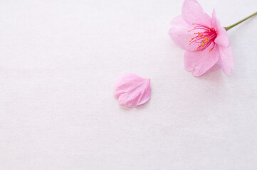 Fototapeta na wymiar １輪の桜の花と花びら 背景に白い和紙 コピースペース 河津桜 春 日本
