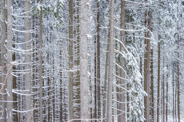 Picture of snow covered Christmas Tree. Winter trees in mountains covered with fresh snow on a cloudy day