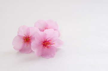 Fototapeta na wymiar ３輪の桜の花 白背景 右側にコピースペース クロースアップ 河津桜 春 日本