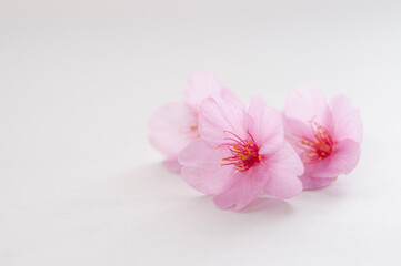 Fototapeta na wymiar ３輪の桜の花 白背景 左側にコピースペース クロースアップ 河津桜 春 日本