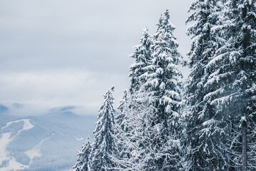 Fototapeta premium Picture of snow covered Christmas Tree and mountains.. Winter trees in mountains covered with fresh snow on a cloudy day
