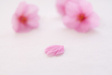 桜の花びら 背景に白い和紙 ３輪の花 クロースアップ  河津桜  春 日本