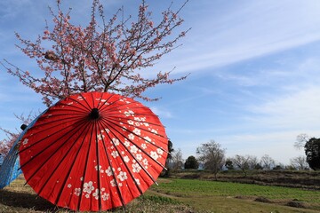 奈良県　馬見丘陵公園の花回廊